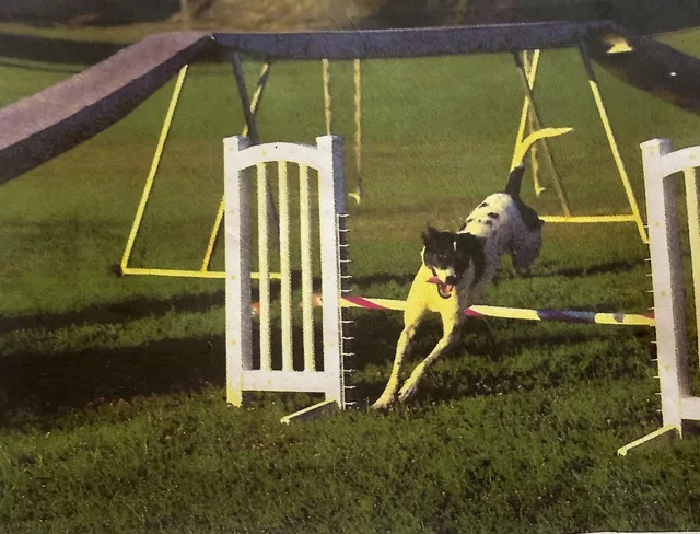 Klo, a customer's dog, competing in an agility course