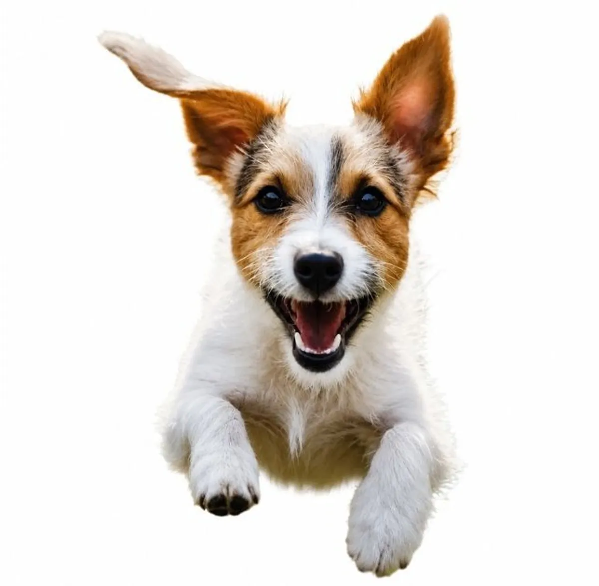 A happy dog leaping toward the camera